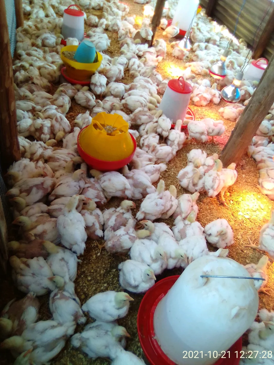 Broilers