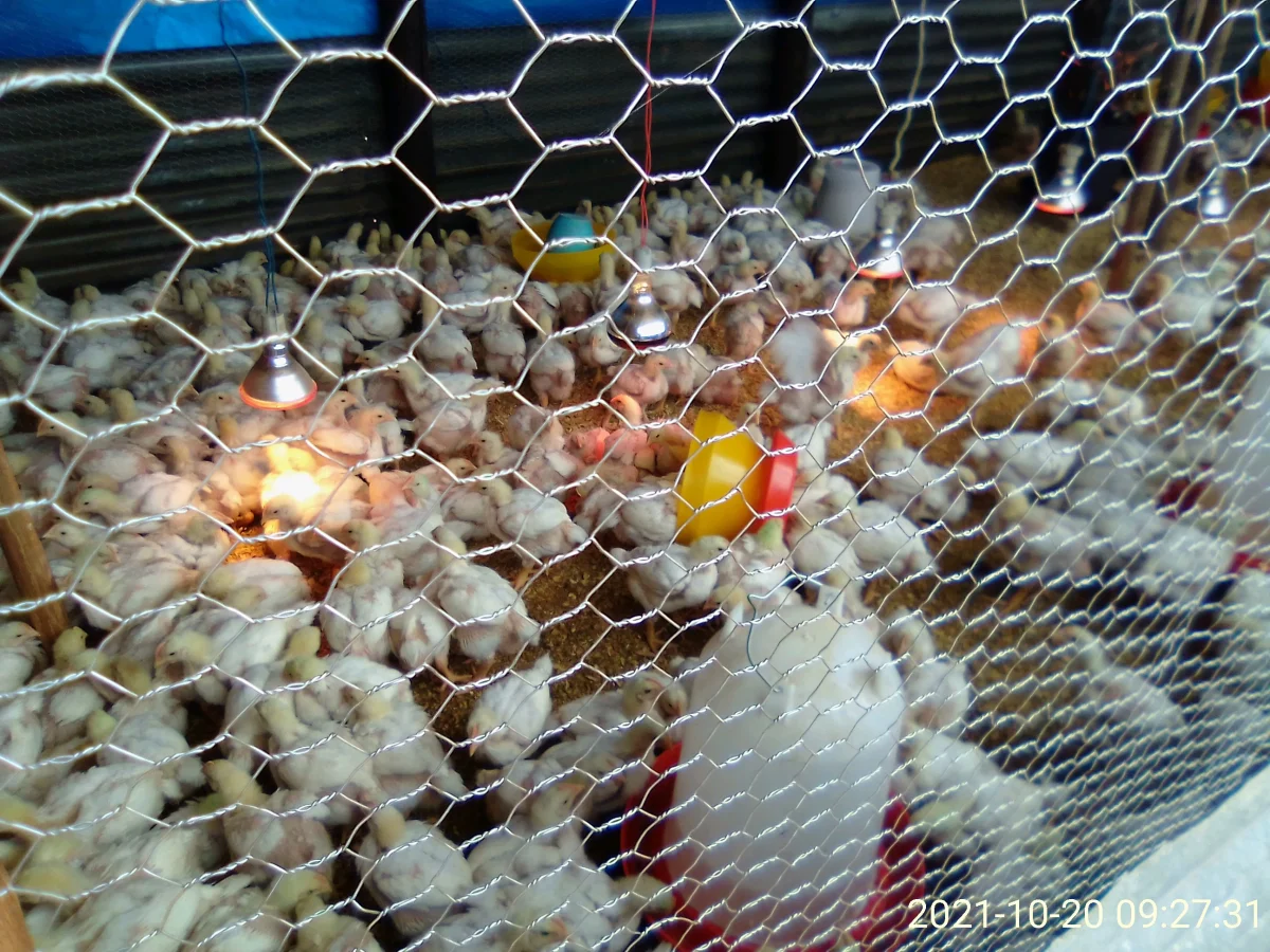 Broiler chickens