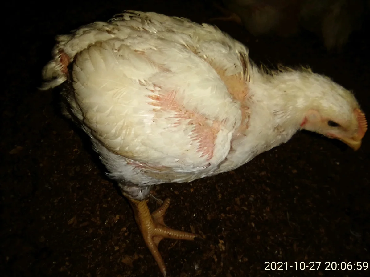 Gallery photo 5
