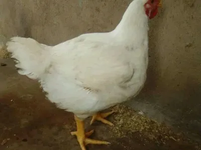 Live broiler chickens